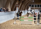 Rideopvisning 145